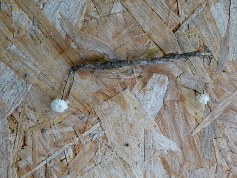 P1010306 Minipilz 2 .JPG