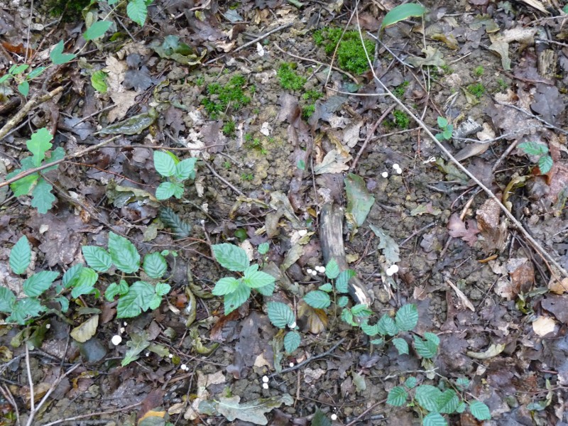 P1010304 Minipilz 1 .JPG