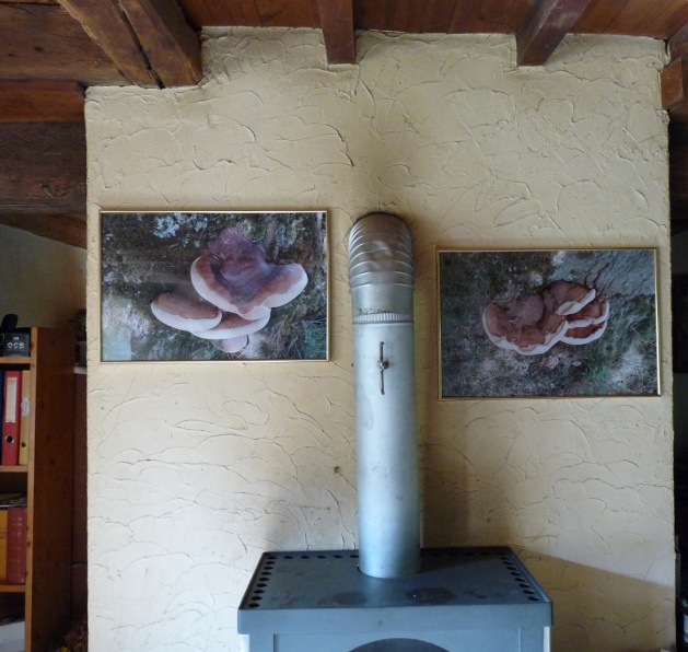 P1010369 Ganodermaposter .JPG