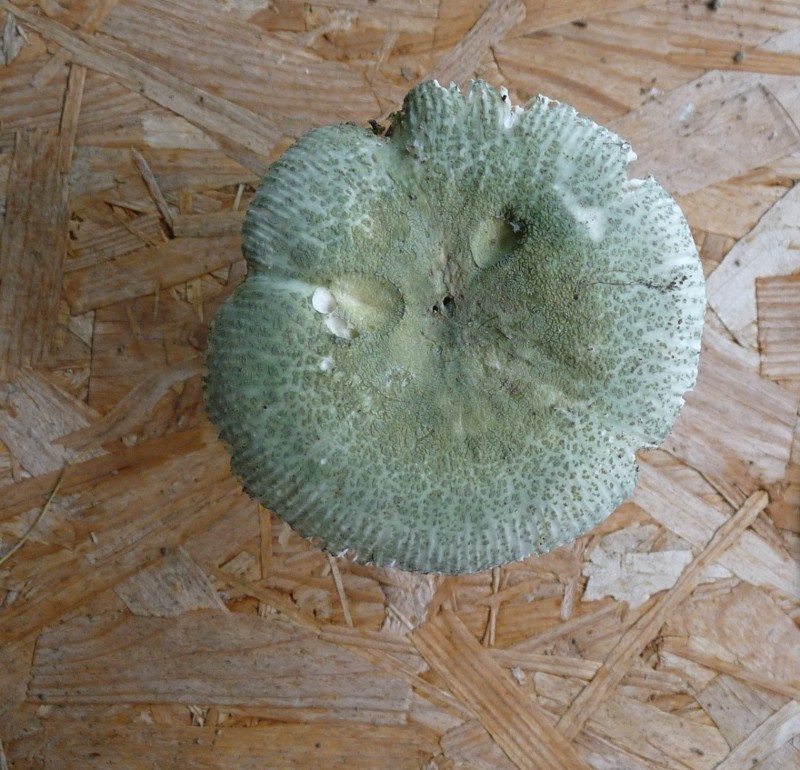 P1010390 Pilz scal 800 .JPG