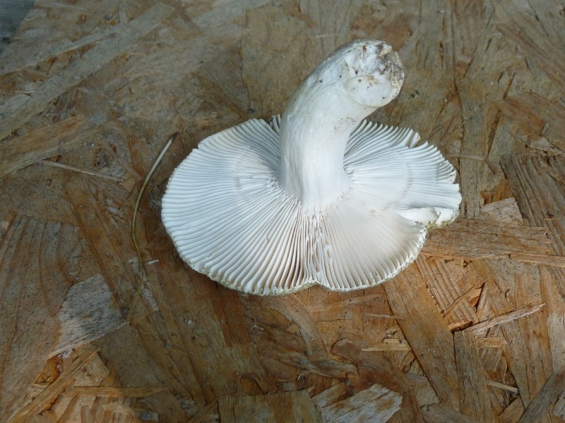 P1010395 scal 800 .JPG