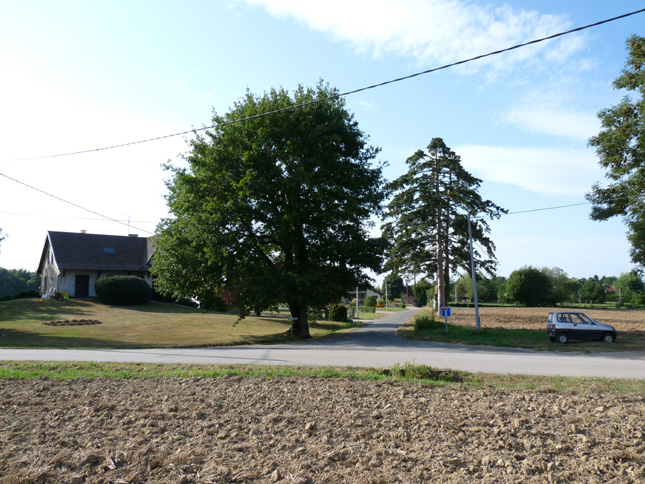 Pilzeiche ab Quartierstrasse .jpg