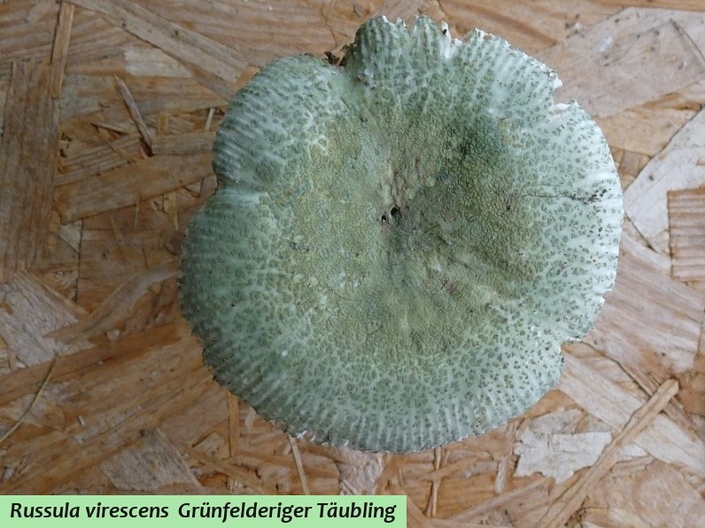 Russula virescens 1 b .JPG
