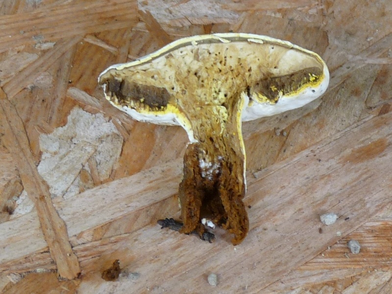 P1010436 Pilz scal 800 .JPG