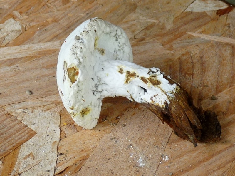 P1010433 Pilz scal 800 .JPG