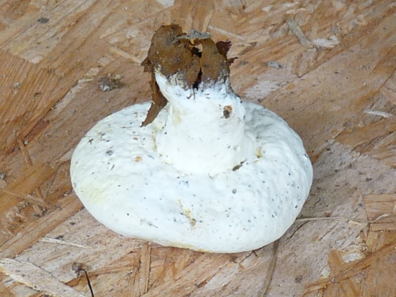 P1010430 Pilz scal 800 .JPG