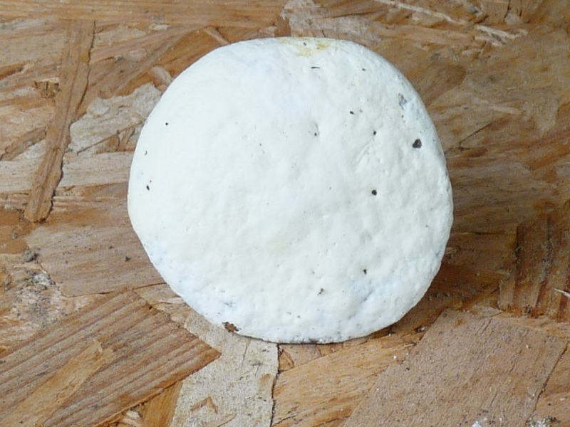 P1010426 Pilz scal 800 .JPG