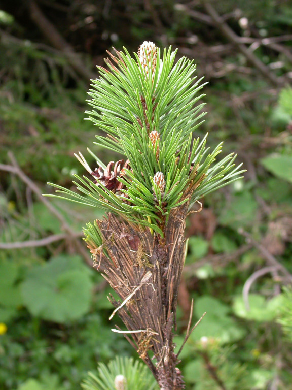 Cf. Gremmeniella '06 Mitteralm-Wendelstein01.jpg