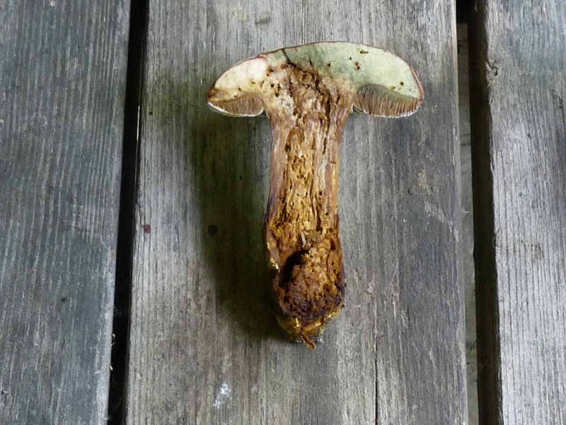 P1010425 Pilz scal 800 .JPG