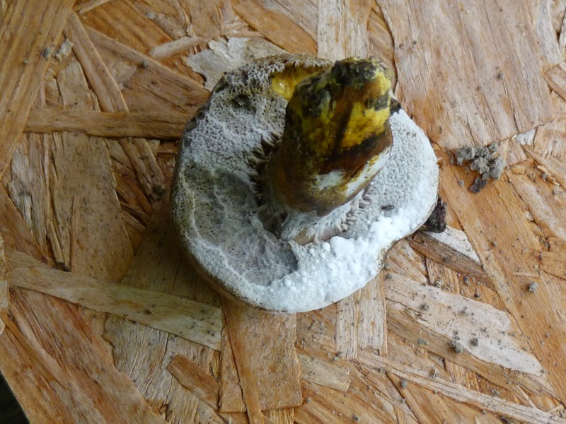 P1010417 Pilz scal 800 .JPG