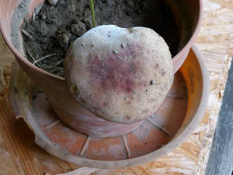 P1010421 Pilz scal 800 .JPG