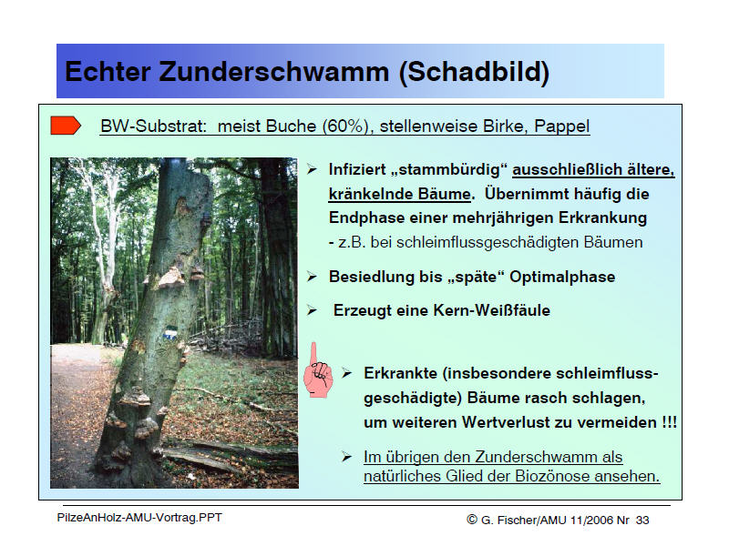 FomesFomentarius(Schadbild).jpg