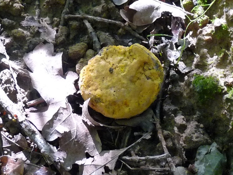 P1010471 Schimmelpilz  scal 800 .JPG