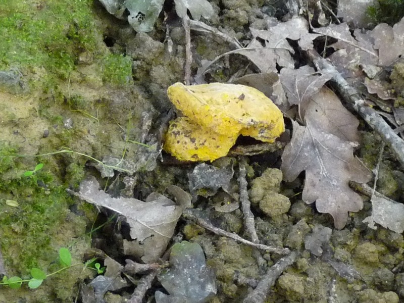 P1010472 scal 800 .JPG