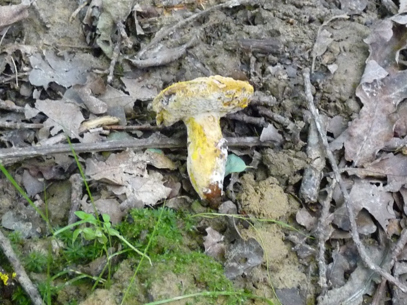 P1010474 scal 800 .JPG