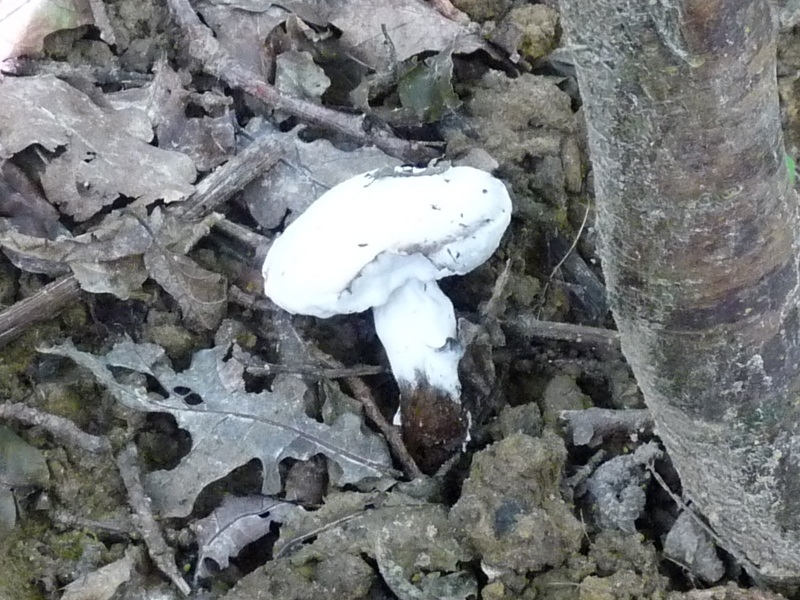 P1010473 scal 800 .JPG