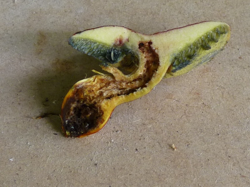 P1010612 Rotbrauner Pilz scal 800 .JPG