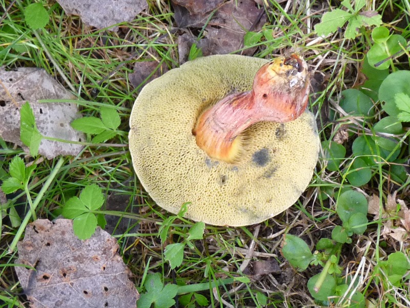 P1010609 Rotbrauner Pilz scal 800 .JPG