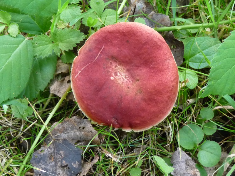 P1010608 Rotbrauner Pilz scal 800 .JPG