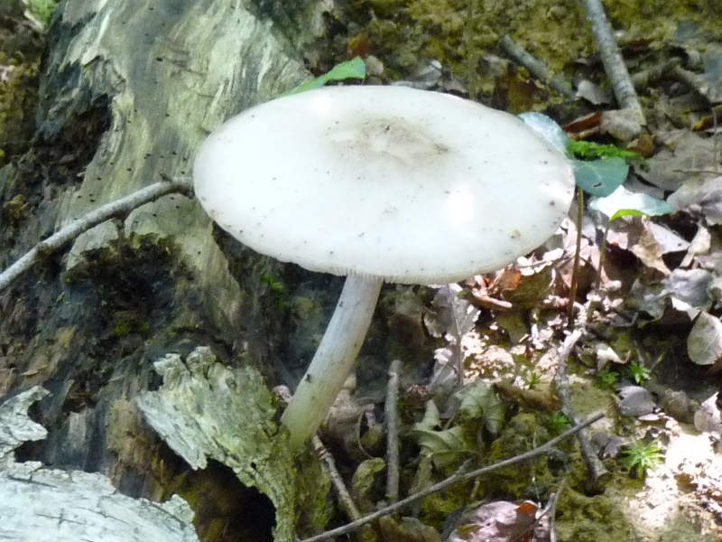 P1010592 Weisser Pilz scal 800 .JPG