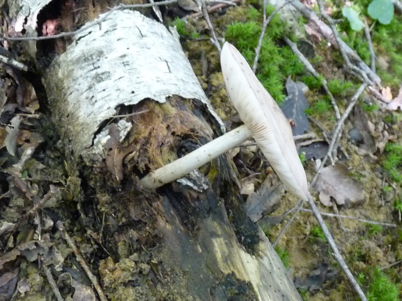 P1010598 Weisser Pilz scal 800 .JPG