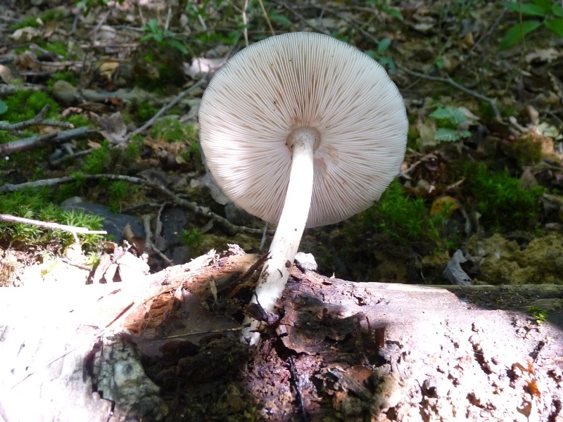 P1010599 Weisser Pilz scal 800 .JPG