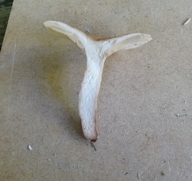 P1010712 scal 636  1 .JPG