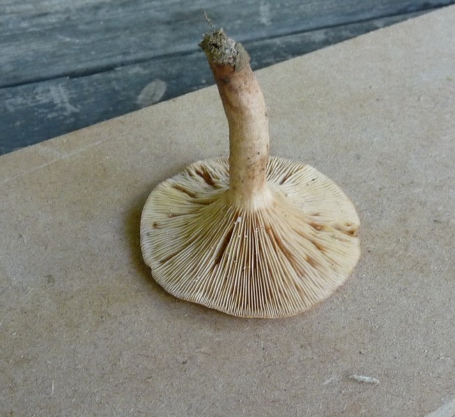 P1010707 scal 800 1 .JPG