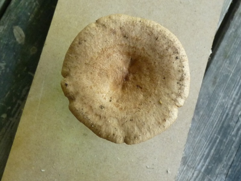 P1010708 scal 800 1 .JPG