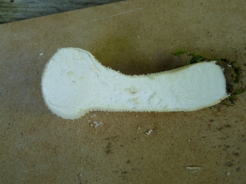 P1010730 scal 800 .JPG