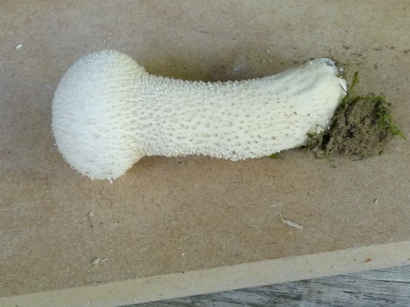 P1010728 scal 800 .JPG