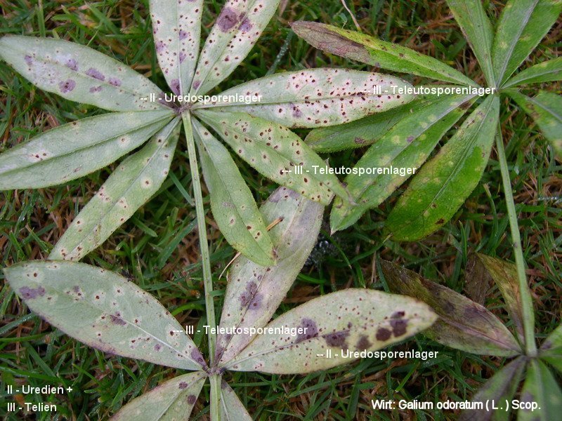 3-Puccinia asperulae-odoratae-II+III-a.JPG