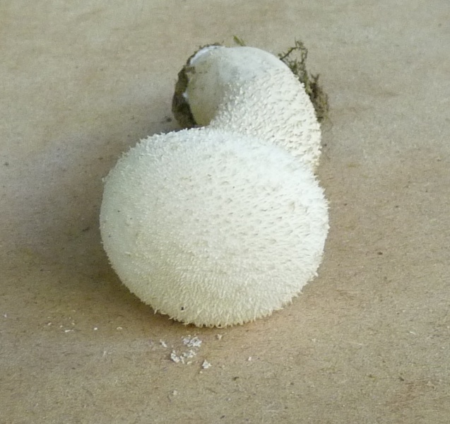 P1010727 scal 800 .JPG