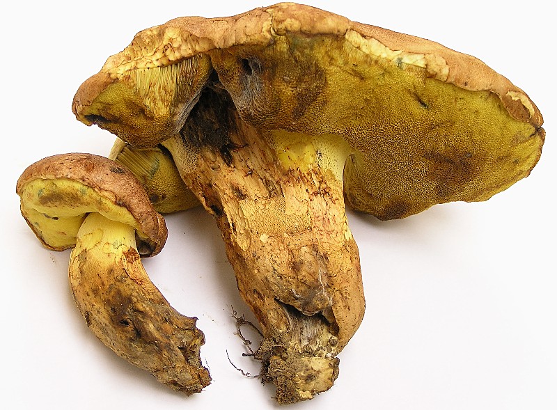 Kopie von P1010090.JPG