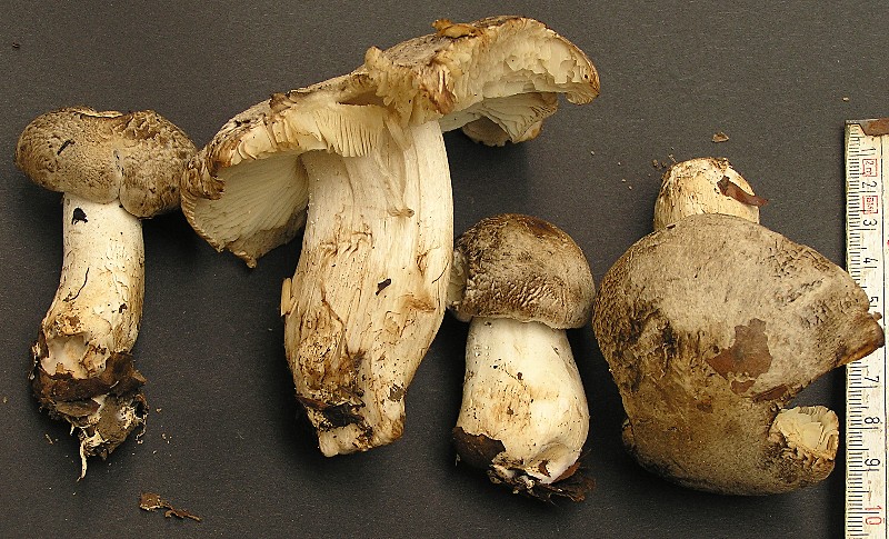 Kopie von P1010098.JPG