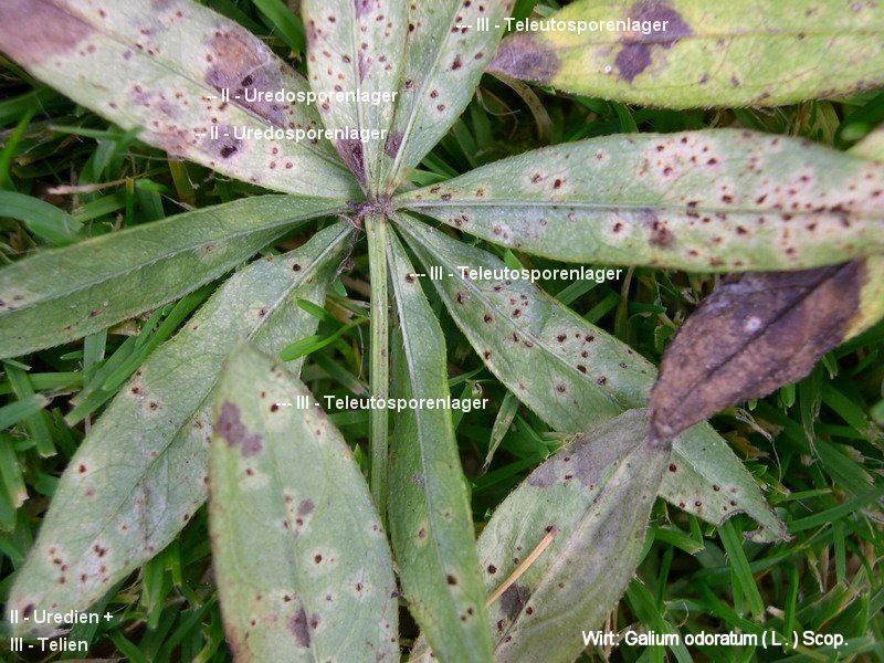 3-Puccinia asperulae-odoratae-II+III-c.JPG