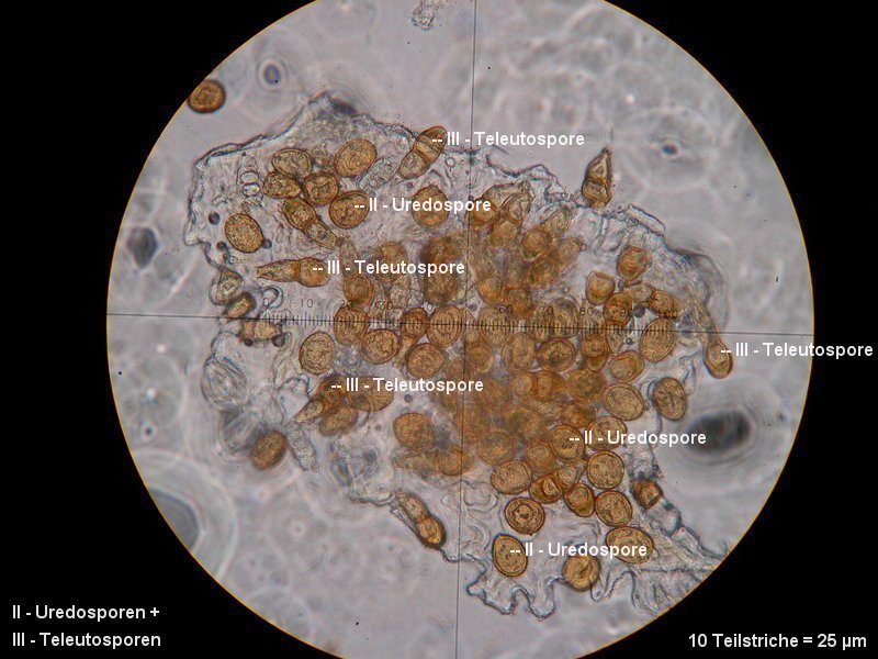 3-Puccinia asperulae-odoratae-II+III-M1-Galium odoratum.JPG