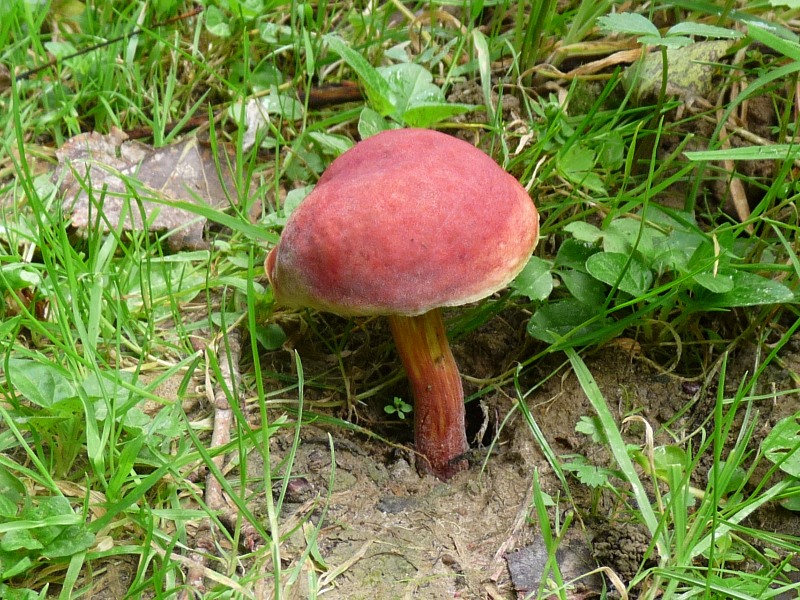 P1010733 scal 800 .JPG