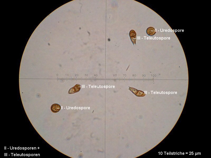 3-Puccinia asperulae-odoratae-II+III-M2-Galium odoratum.JPG