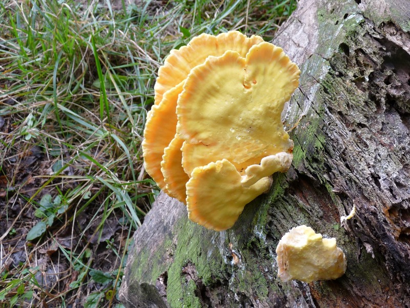 P1010737 scal 800 1 .JPG