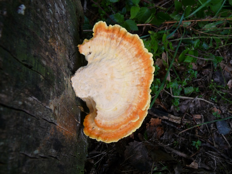 P1010738 scal 800  1 .JPG