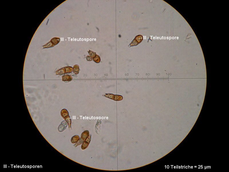 3-Puccinia asperulae-odoratae-II+III-M3-Galium odoratum.JPG