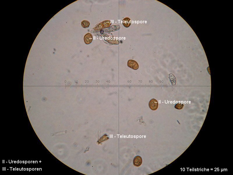3-Puccinia asperulae-odoratae-II+III-M4-Galium odoratum.JPG
