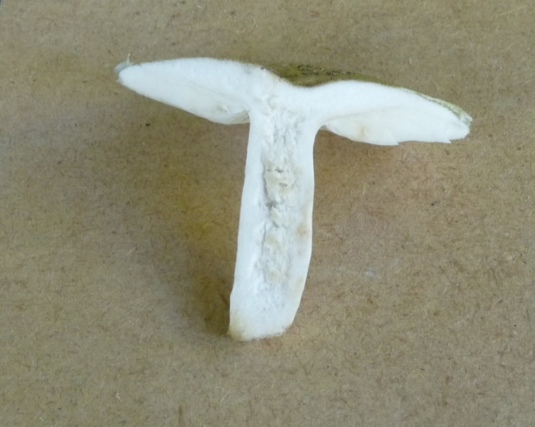 P1010751 WP scal 752 .JPG