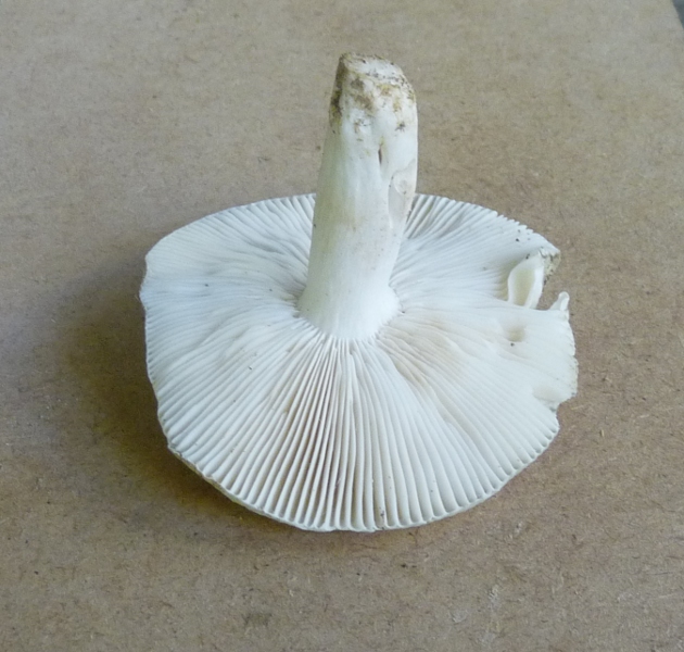 P1010750 WP scal 630 .JPG