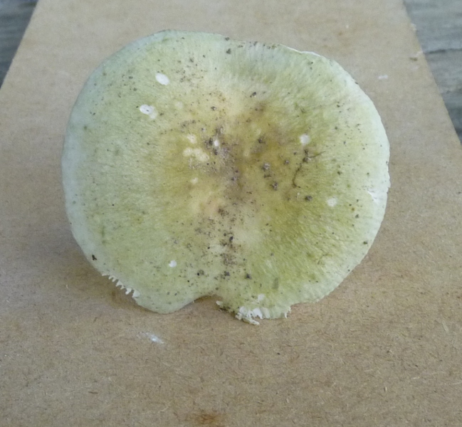 P1010748 WP scal 649 .JPG