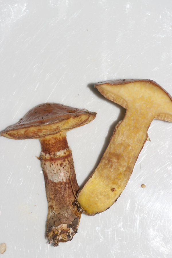 IMGP9451 Suillus grevillei.jpg