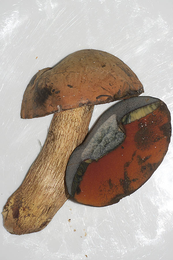 IMGP9453 Boletus luridus.jpg
