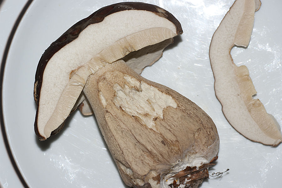 IMGP9455 Boletus edulis.jpg