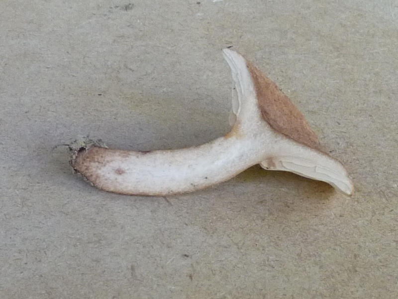 P1010755 BP scal 800 1 .JPG